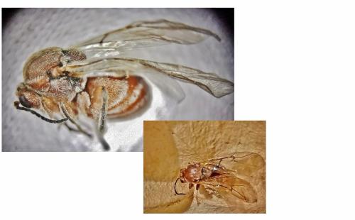Réf. 318 547 : Andricus quercustozae